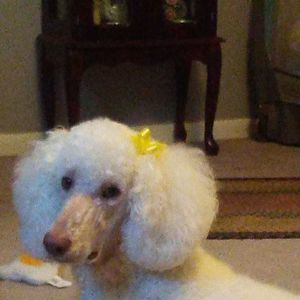 Meet your Posher, Mary